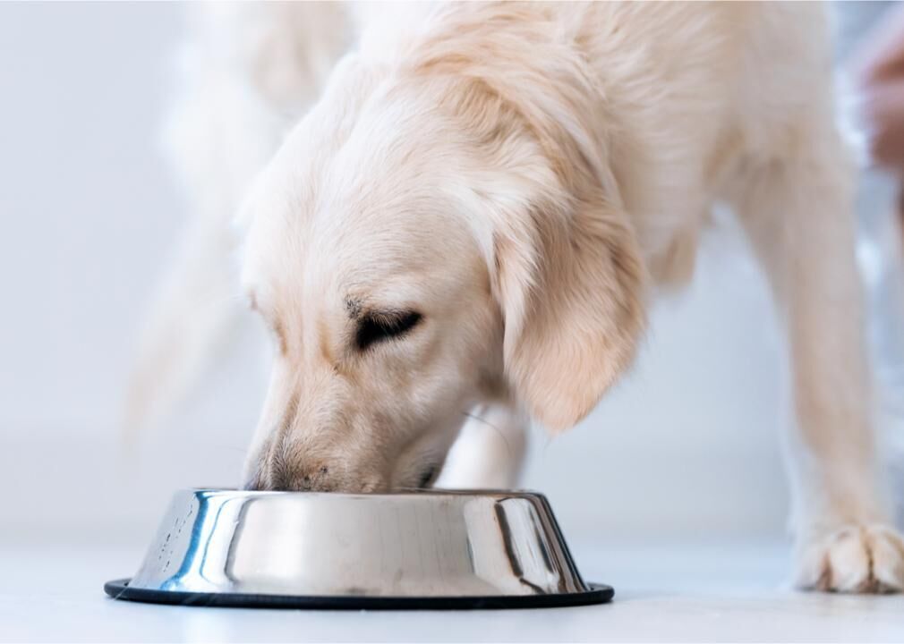 Keep your pet at a healthy weight